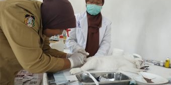 ​Peringati Hari Rabies, Puluhan Kucing Jantan di Kota Blitar Dikebiri