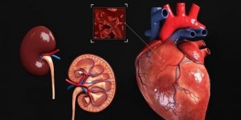 Dua Remaja Tergiur Jual Beli Organ, Berikut Hukum Pidana Larangan Jual Beli Organ Tubuh Manusia