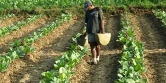 Di Tengah Keraguan Akibat Covid-19, Petani di Sampang Spekulasi Tanam Tembakau