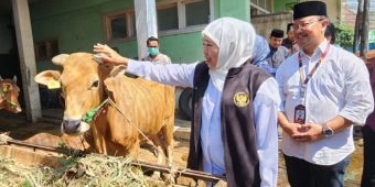 Tertinggi se-Indonesia, Gubernur Khofifah: Capaian Vaksinasi PMK Jatim Tembus 6,1 Juta Dosis