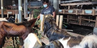 Permintaan Hewan Kurban Menurun, Pedagang Kambing di Kediri Pasrah