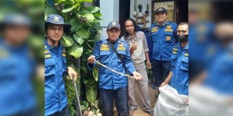 Sembunyi di Pot Bunga Rumah Warga, Ular Piton Diamankan Damkar Gresik