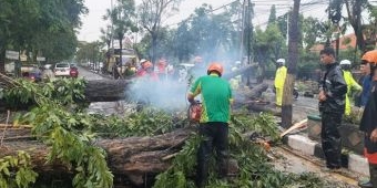 Hujan Disertai Angin Kencang Landa Gresik, Puluhan Pohon Tua Tumbang, Tutup Jalan hingga Timpa Rumah