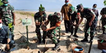 Cegah Abrasi, Kodim 0811/Tuban Tanam Ribuan Mangrove di Sepanjang Pesisir