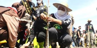 Tanam Mangrove di Pantai Bohay Probolinggo, Gubernur Khofifah Ajak Dalami Filosofi Sunan Kalijaga