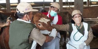 Jelang Iduladha 1445 H, Ketersediaan Hewan Kurban di Lamongan Aman