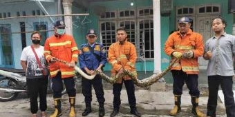 Damkar Gresik Tangkap Ular Piton Sepanjang 4 Meter