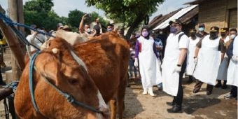 Kasus PMK di Kediri Terus Bertambah, ini Langkah-Langkah Bupati Hanindhito