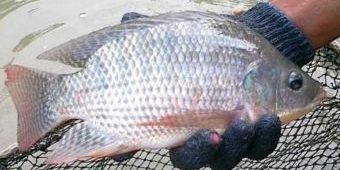 Dijamin Ampuh, 7 Umpan Terbaik untuk Mancing Ikan Mujair dan Nila