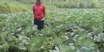 Harga Terjun Bebas Hingga Hanya Rp 200 per Kilo, Petani Kubis di Probolinggo Merugi