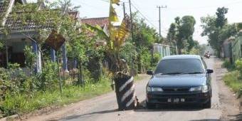 Jalur Desa Sambijajar Tulungagung Rusak, Warga Tanami Pohon Pisang