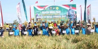 Wujudkan Ketahanan Pangan, Pangdam V/Brawijaya Panen Raya Padi di Ngawi