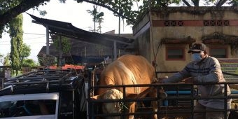 Jelang Iduladha 1443 H, Harga Sapi di Ngawi Anjlok