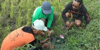 Ingin Hidup Berdampingan dengan Tikus, Petani Kediri Gelar Selamatan dan Tanam Cok Bakal