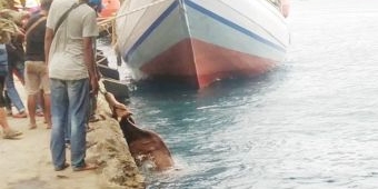 Pelabuhan Tanjung Wangi Mendadak Jadi Tempat Bongkar Muat Hewan Ternak, Seekor Sapi Tercebur ke Laut