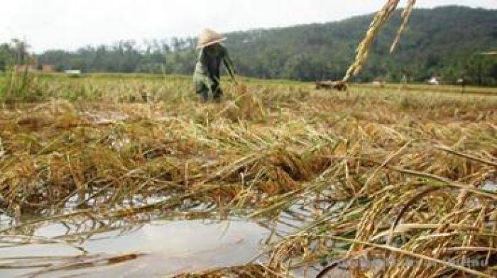 Petani Nganjuk Mengeluh Tak Pernah Dapat Bantuan Bencana