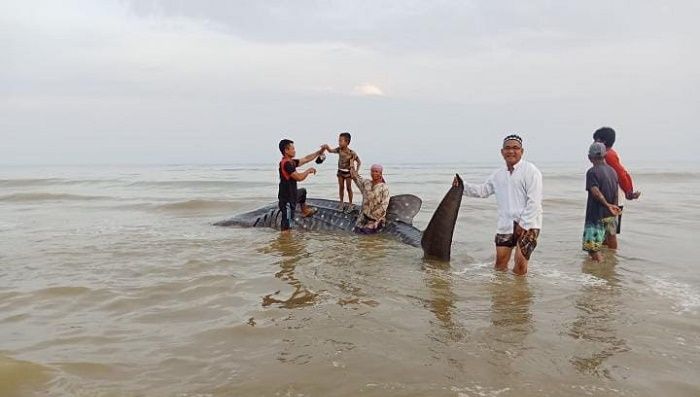 Hiu Tutul Terdampar di Pamekasan, Warga Sekitar Heboh