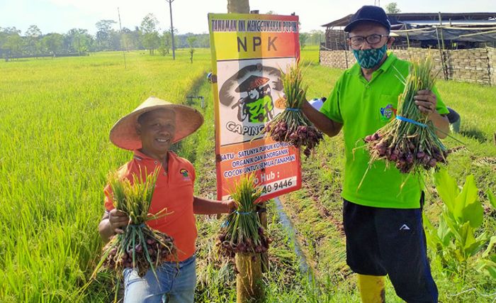 Modal Rp5 Juta, Petani Bawang Merah di Trenggalek Ini Raih Untung Besar