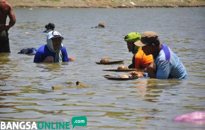 Emas Batangan Banyak Ditemukan di Bengawan Solo