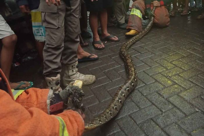 Ular Sepanjang 3 Meter Gegerkan Warga Petemon Surabaya