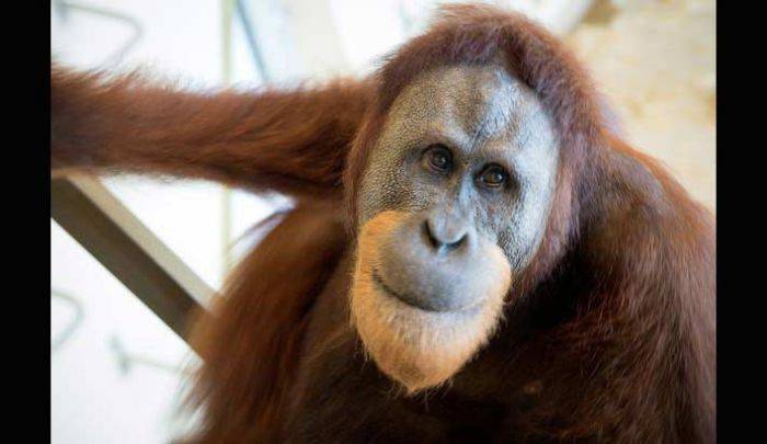 Rocky, Orang Utan yang Belajar Ngomong seperti Manusia