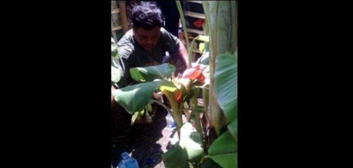 Pisang Aneh, Masih Tunas Sudah Berbuah