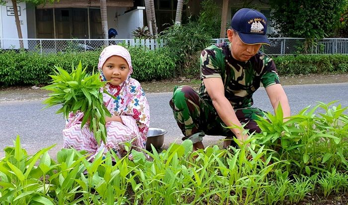 Dukung Ketahanan Pangan, Prajurit Lantamal VI Tanam Sayur di Halaman Rumah