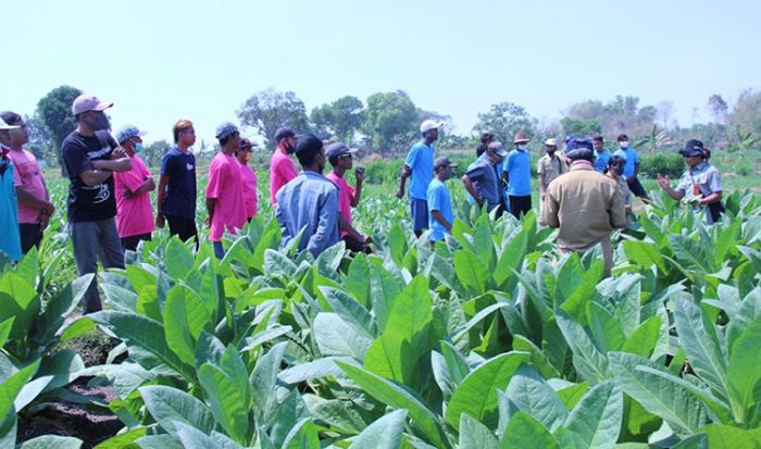 Pemberdayaan Petani Tembakau, Diskominfo Gresik Gandeng Dinas Pertanian untuk Sosialisasi Cukai