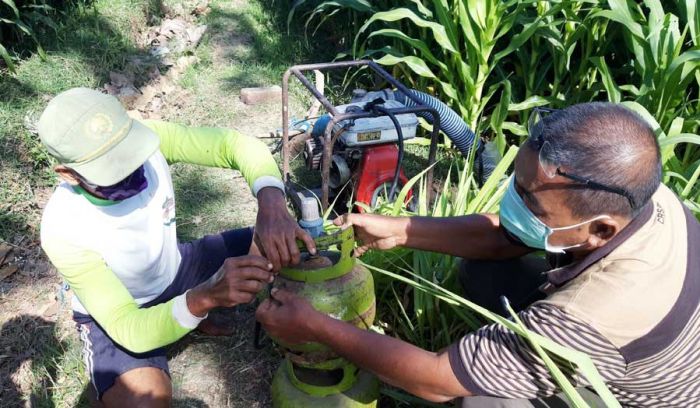 Nasib Petani Jagung di Tarokan Saat Musim Kemarau: BBM Mahal, LPG Langka