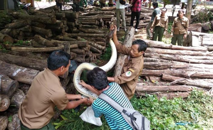 Ular Sanca Kembang Sepanjang 4 Meter Muncul di Kantor Perhutani Tuban