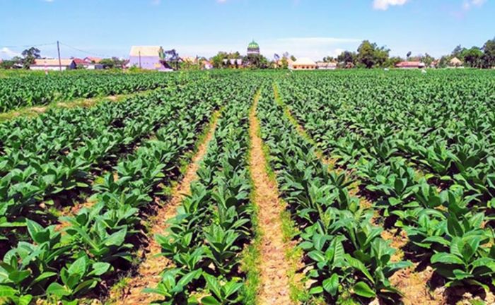 ​Petani Tembakau di Pamekasan Sudah Panen, Tetapi Gudang Tembakau Belum Buka