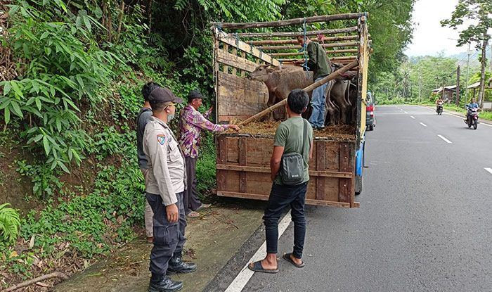 Jelang Iduladha, Polres Batu Giatkan Patroli dan Penyekatan Lalu Lintas Ternak