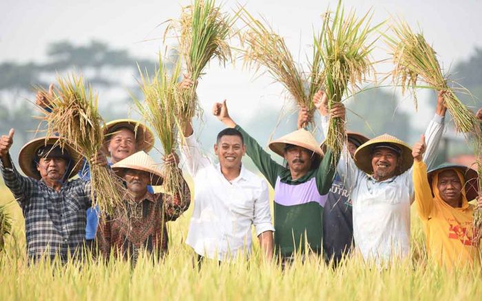 Wali Kota Kediri Panen Raya Padi, Hasilkan 7-8 Ton per Hektare