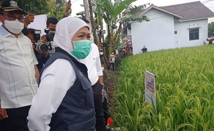 Bupati Sugiri Kenalkan Padi Varietas Super ke Gubernur Jatim, 1 Hektare Panen Hingga 16 Ton