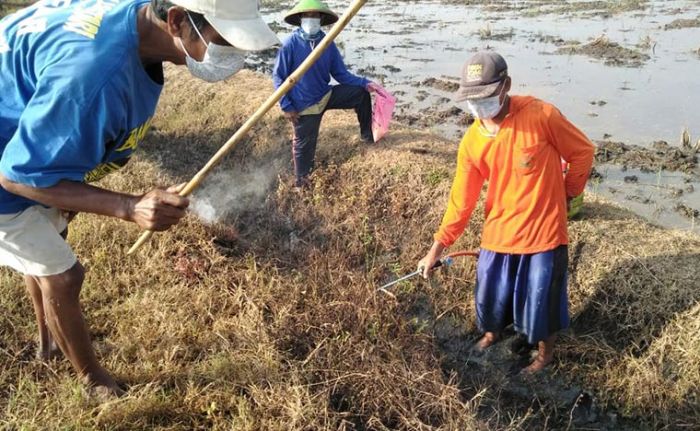 Polsek Kedunggalar Awasi Protokol Kesehatan Saat Warga Gropyokan Tikus