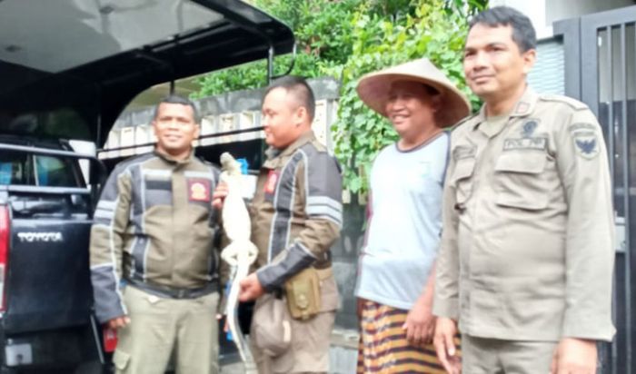 Dikira Ular, Warga Kediri ini Lapor ke Satpol PP, Ternyata Seekor Biawak