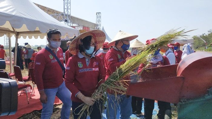 Petrokimia Gresik Panen Raya Padi Hasil Pupuk NPK Phonska Plus di Kota Madiun