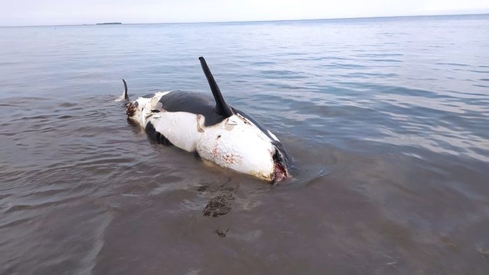 Paus Pembunuh yang Mati Terdampar di Pantai Bangsring Banyuwangi Akhirnya Dikubur