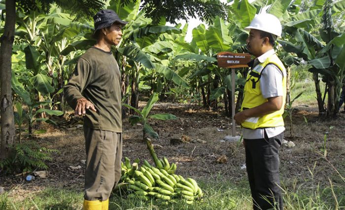 ​SIG Manfaatkan Lahan Pascatambang Jadi Kebun Pisang Cavendish