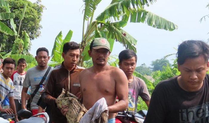 Buaya Muara Sungai Muncul, Kagetkan Warga Candi Sidoarjo