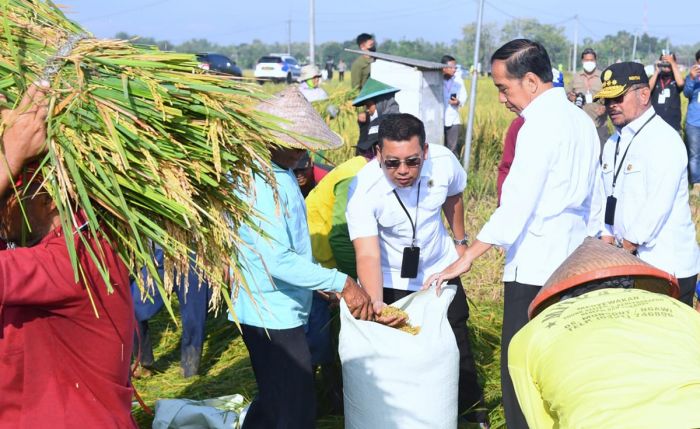 Kunjungan ke Ngawi, Presiden Jokowi Panen Raya Padi dan Pantau Harga Kebutuhan Pokok