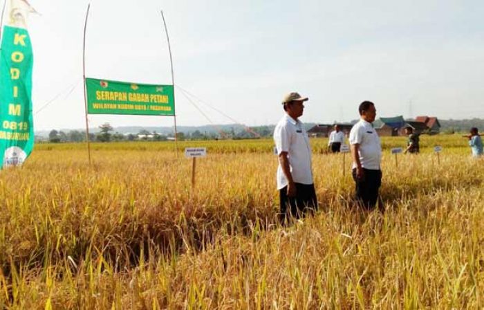 Dirjen Pertanian: Bulog Wajib Beli Gabah Petani