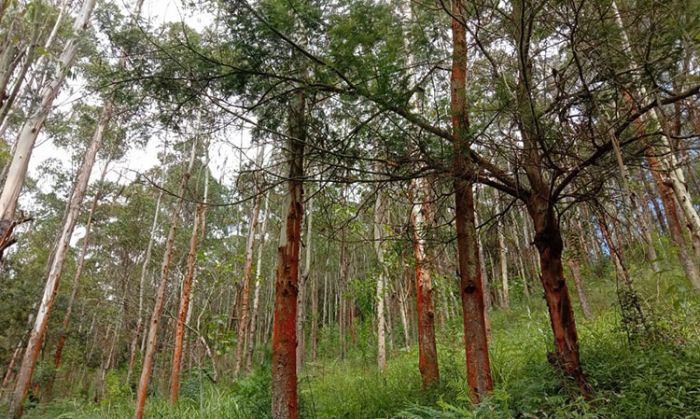 Cegah Erosi, LMDH Ledokombo Probolinggo Ciptakan Hutan Kalitus