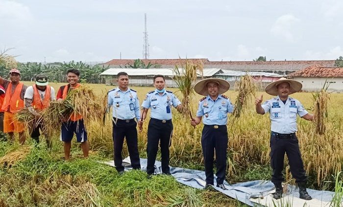 Napi Asimilasi Lapas Kelas IIA Pamekasan Panen Raya Padi Bersama Kalapas