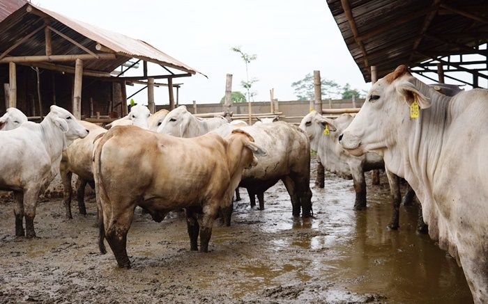 Berisiko, Bupati Kediri Minta Limbah Kotoran Ternak Program Korporasi Sapi Kementan Dikelola