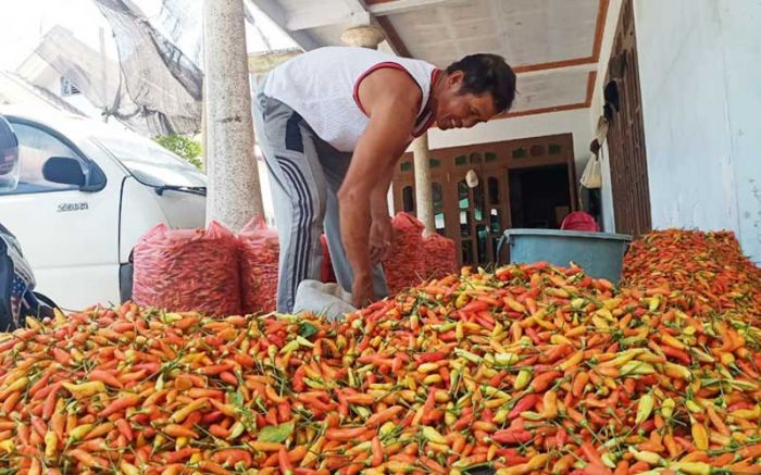 ​Atasi Penurunan Harga, ASN Kabupaten Kediri Siap Bantu Serap Cabai Petani