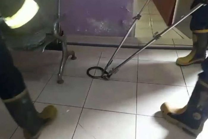 Ular Kobra Sepanjang 1 Meter Dievakuasi Dakmarla Gresik di Klinik Kecantikan