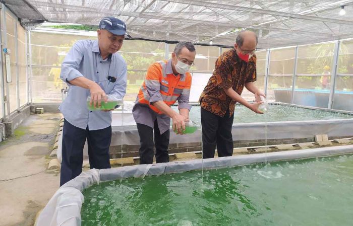 Dekarbonisasi Lingkungan Operasional Pabrik, SBI Pabrik Cilacap Budidaya Mikroalga