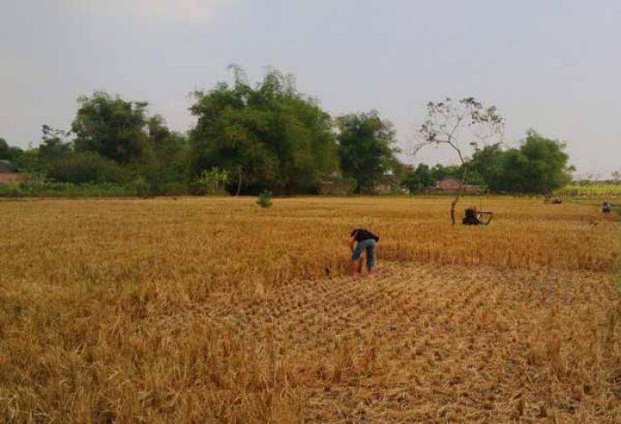 33 Hektar Lahan Pertanian di Kediri Terancam Gagal Panen