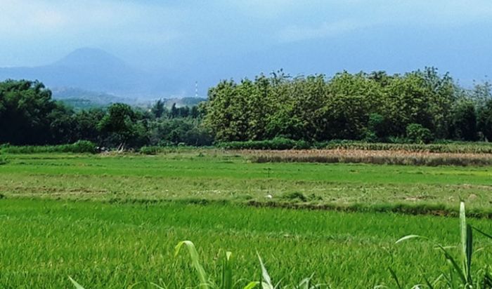 Tanjung Baru, Harapan Baru bagi Warga Terdampak Pembangunan Bandara Kediri